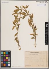 Foto von Salix excelsa S. G. Gmel.